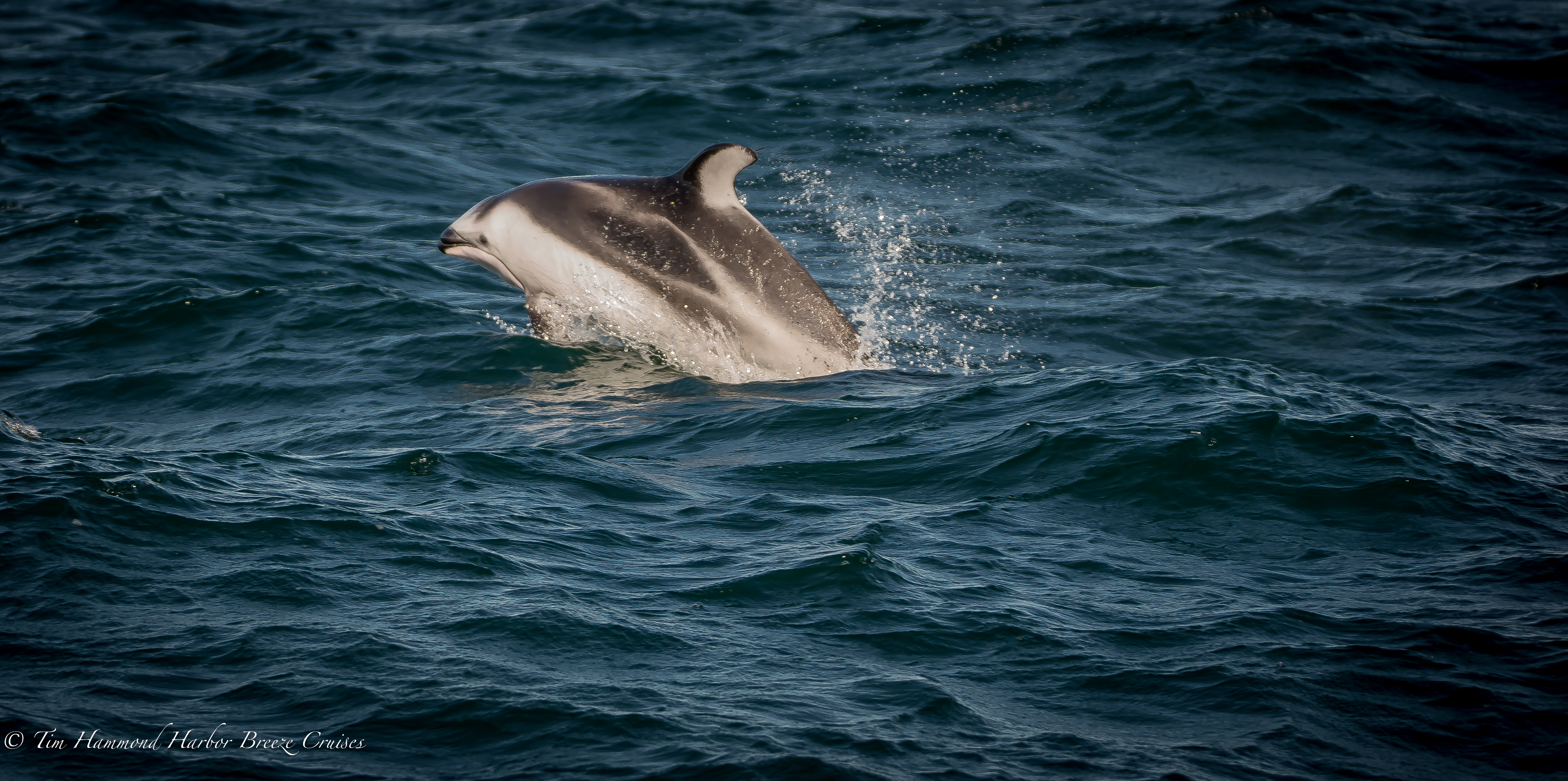Golfinho-de-laterais-brancas-do-pacífico / Pacific White Sided Dolphin <i>Lagenorhynchus obliquidens<i>