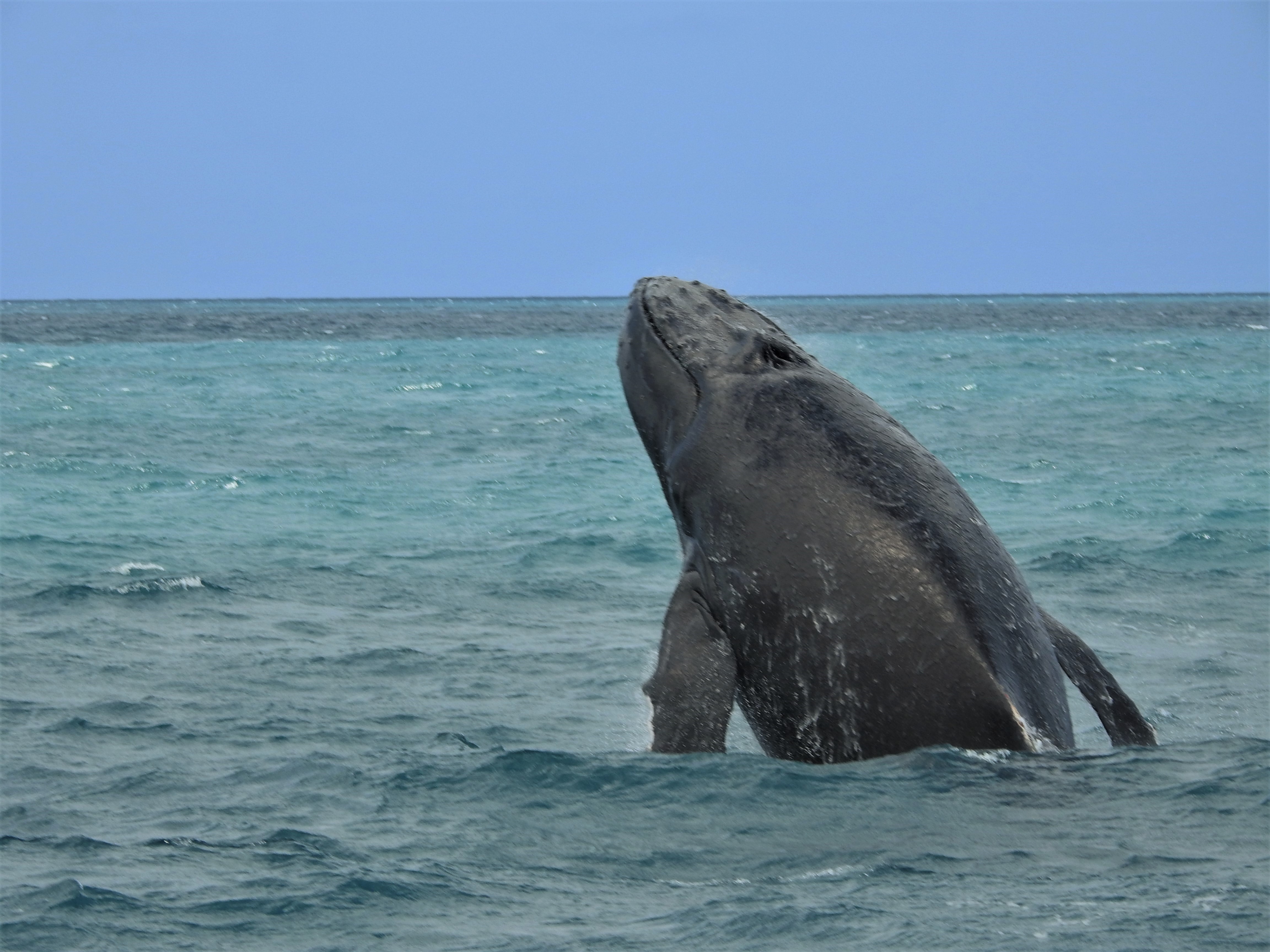 Baleia Jubarte / Humpback whale / <i>Megaptera novaeangliae</i>