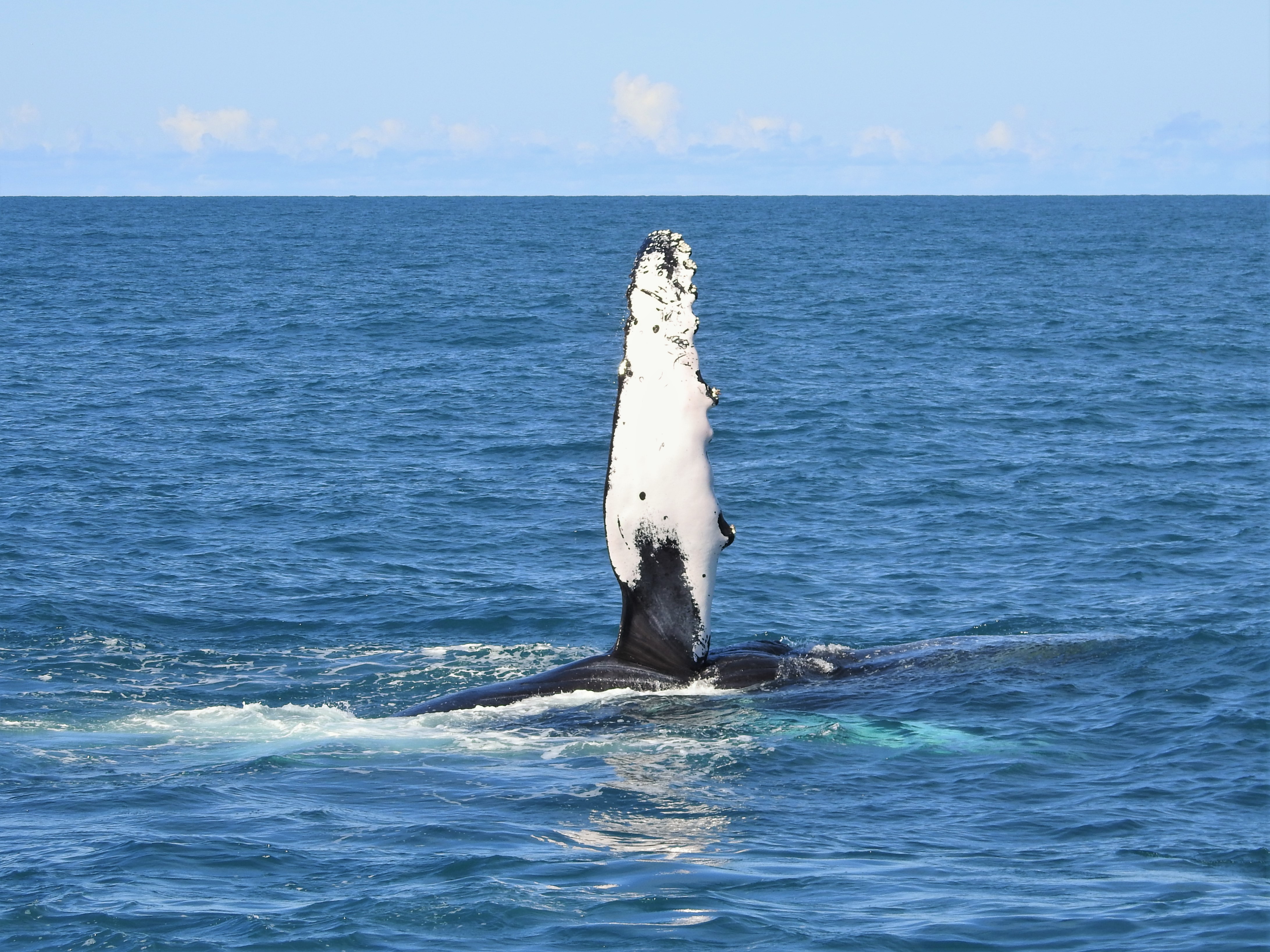 Nadadeira peitoral de Baleia Jubarte / Humpback Whale / <i> Megaptera novaeangliae <i>