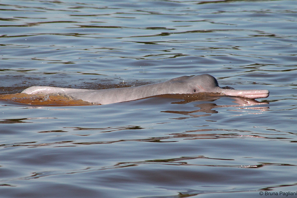 Boto-Vermelho-Boliviano / Bolivian River Dolphin / <i>Inia boliviensis</i>