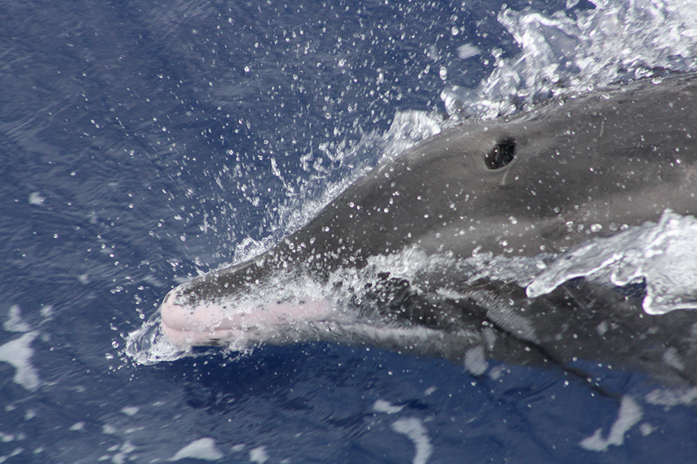 Golfinho-de-dentes-rugosos / Rough-toothed dolphin / <i>Steno bredanensis</i>