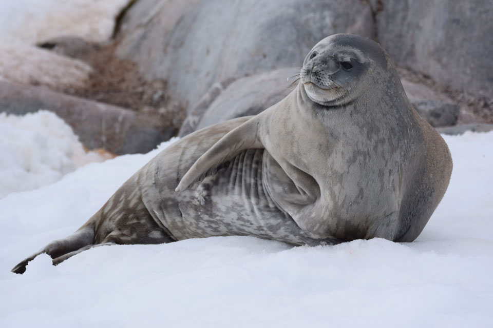 Foca de Weddell / Weddell Seal / <i>Leptonychotes weddellii</i>