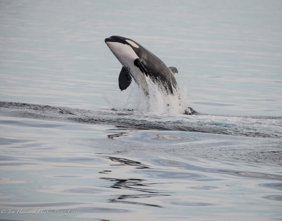 Orca / Killer whale / <i>Orcinus orca<i>