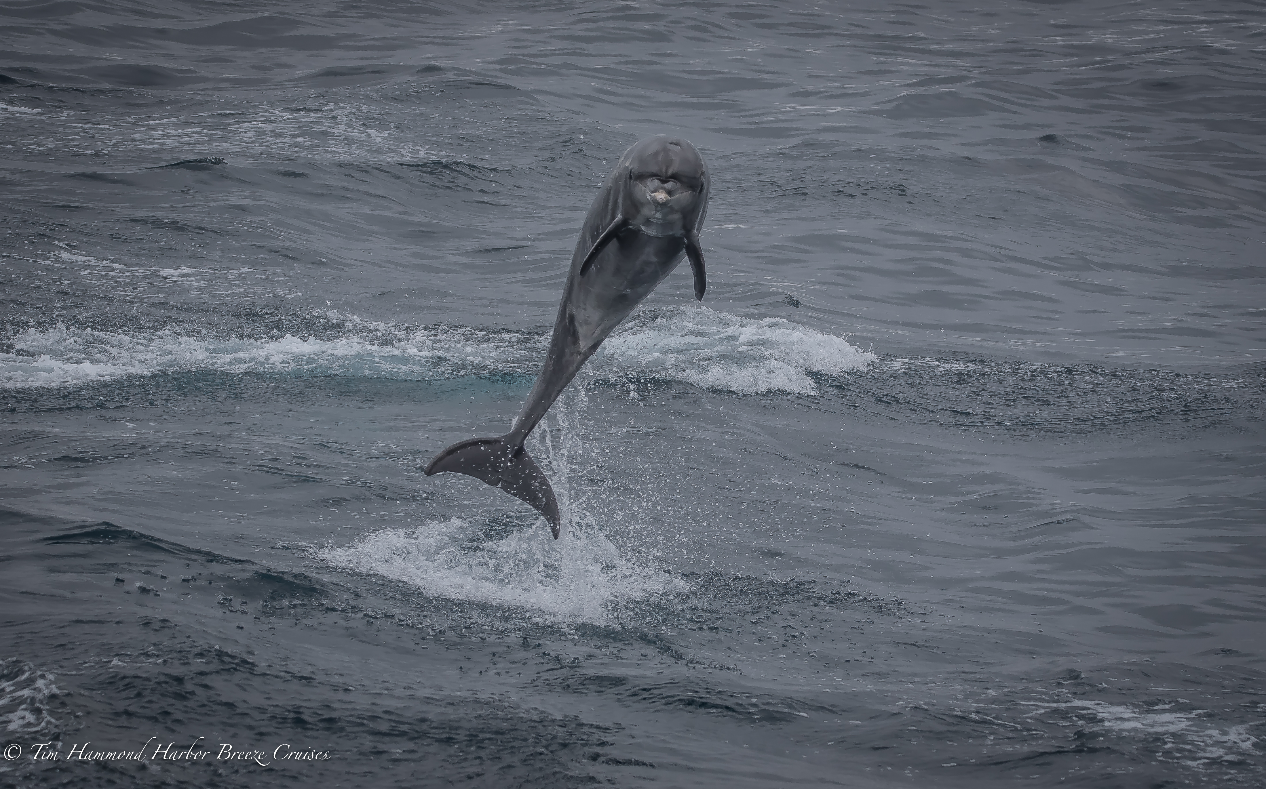 Golfinho-nariz-de-garrafa / Bottlenose Dolphin <i>Tursiops sp.<i>