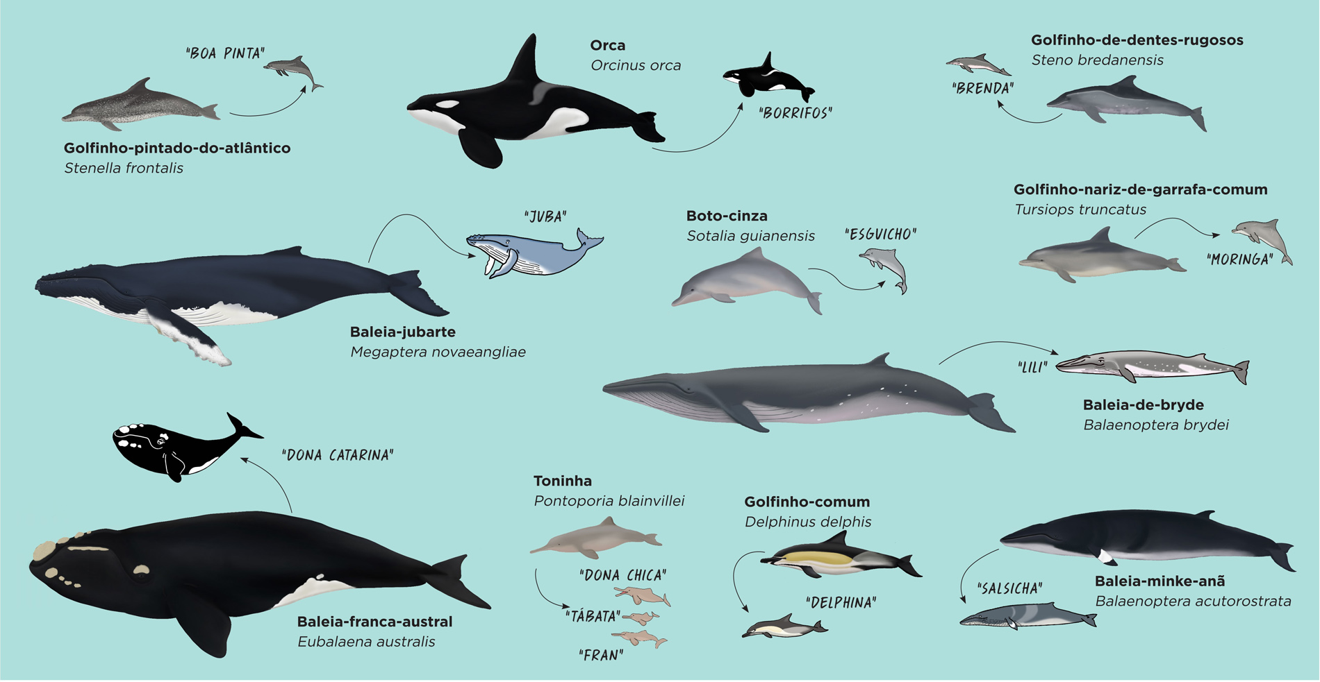 Espécies de baleias e golfinhos – DESKTOP