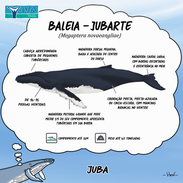 Baleia-Jubarte - VIVA Instituto Verde Azul
