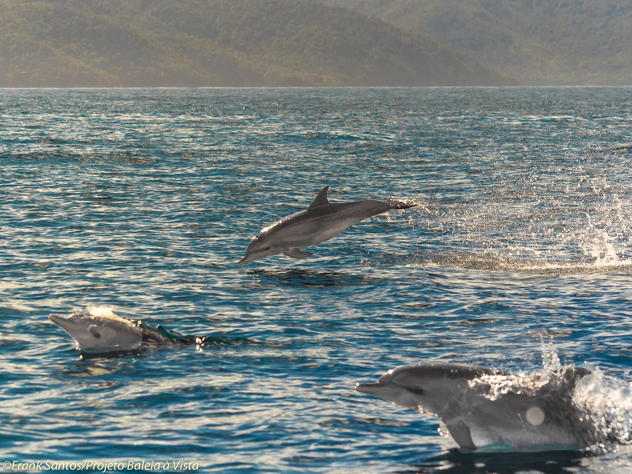 Golfinho-pintado-do-Atlântico / Atlantic Spotted Dolphin / <i>Stenella frontalis<i>