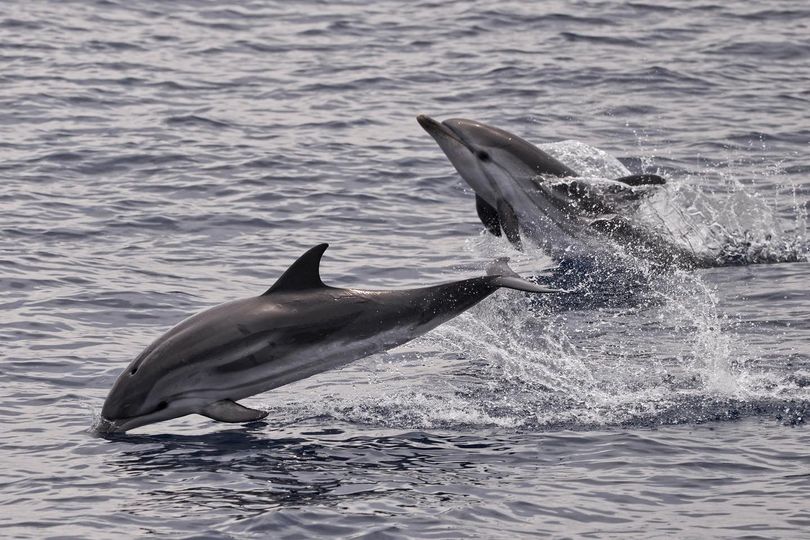 Golfinho-Listrado / Striped Dolphin / <i>Stenella coeruleoalba<i>