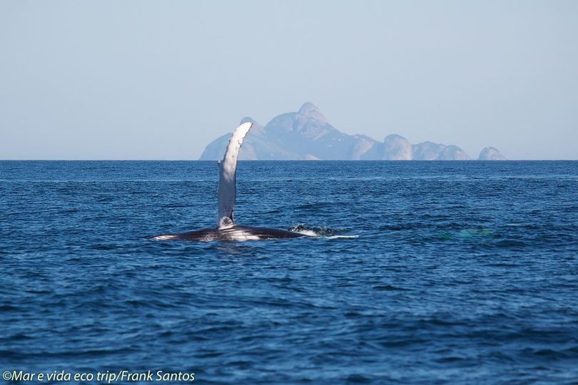 Baleia Jubarte / Humpback Whale / <i>Megaptera novaeangliae<i>
