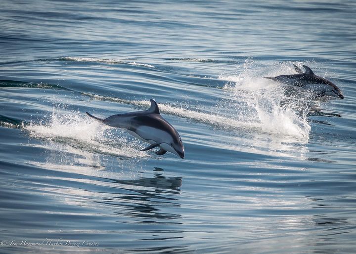 Golfinho-de-laterais-brancas-do-Pacífico / Pacific White-Sided Dolphin /<i>Lagenorhynchus obliquidens<i>