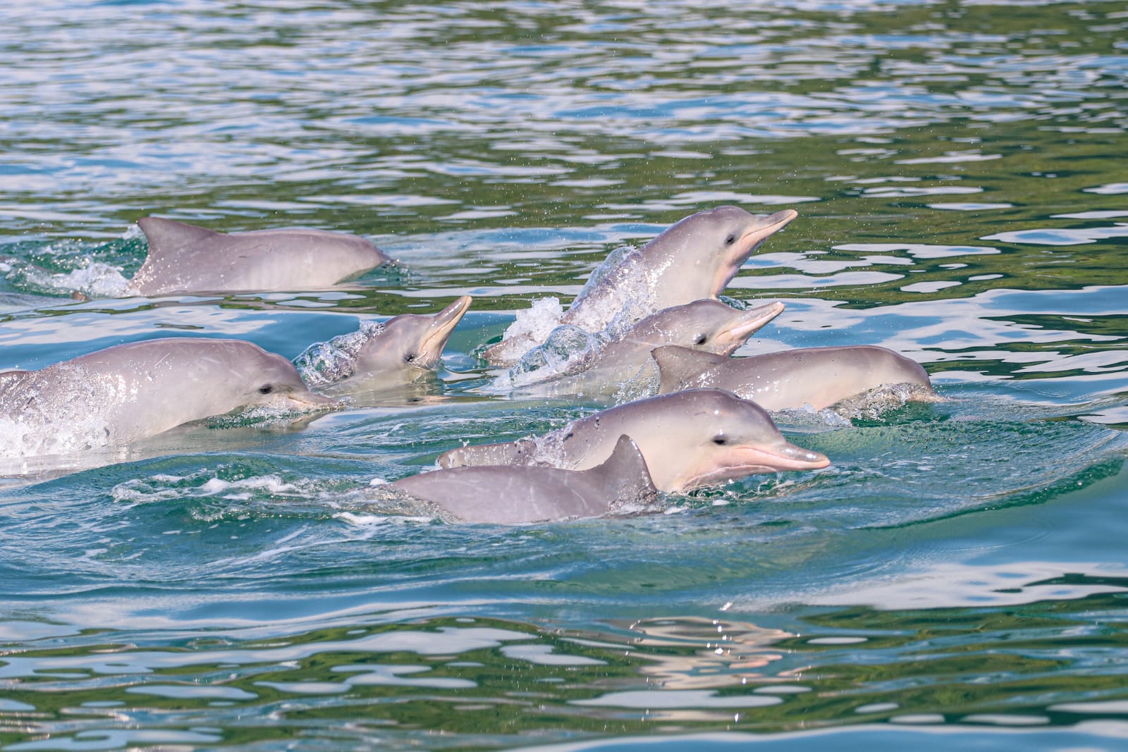 Boto-Cinza/ Guiana Dolphin / <i>Sotalia guianensis<i>