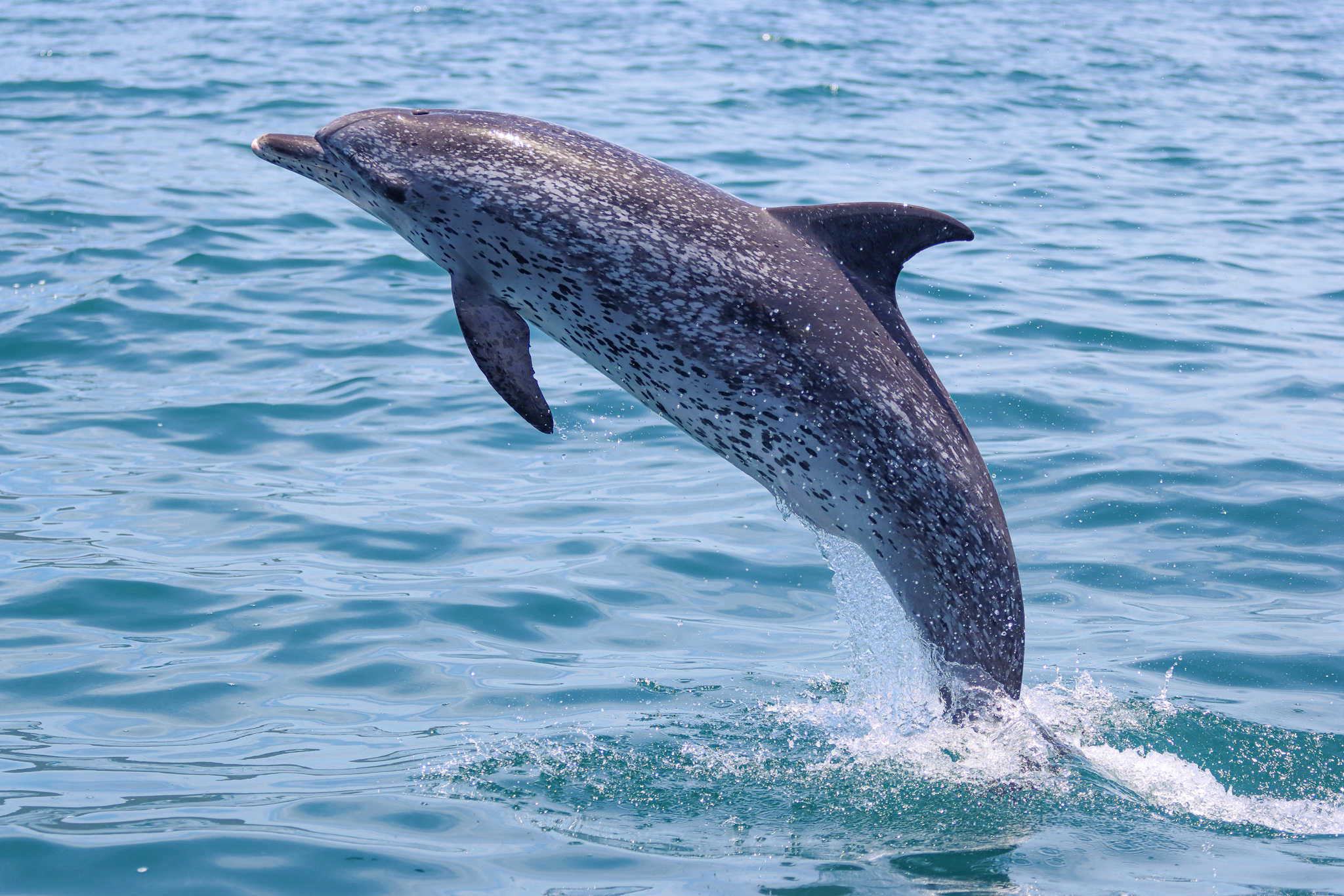 Golfinho-Pintado-do-Atlântico / Atlantic Spotted Dolphin / <i>Stenella frontalis<i>