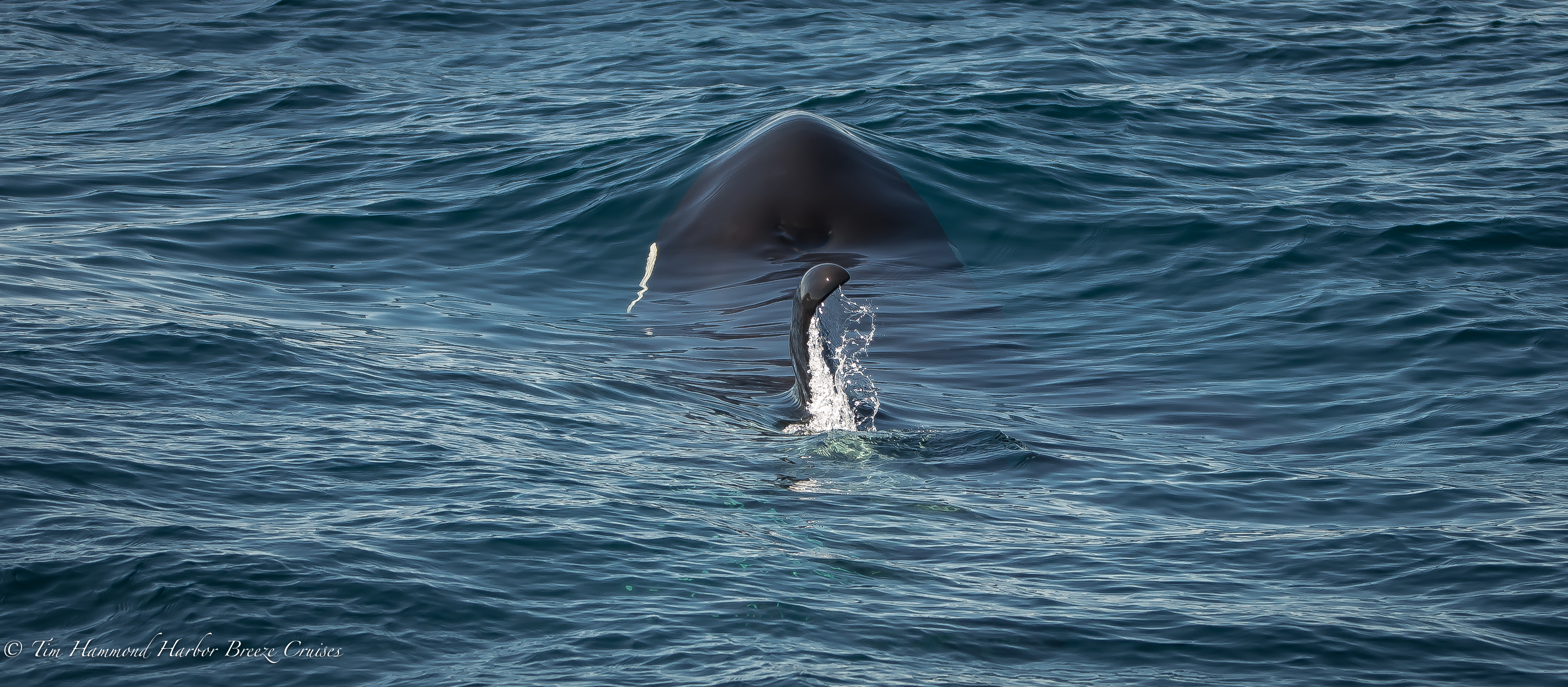Orca / Killer whale / <i>Orcinus orca</i>