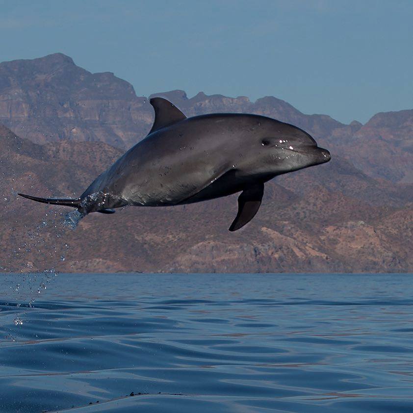 Golfinho-nariz-de-garrafa / Bottlenose Dolphin <i>Tursiops truncatus<i>
