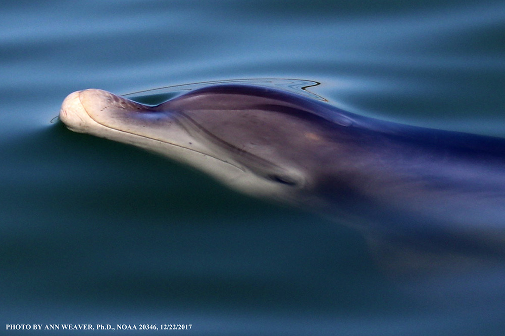 Golfinho-Nariz-de-Garrafa / Bottlenose Dolphin / <i>Tursiops truncatus</i>