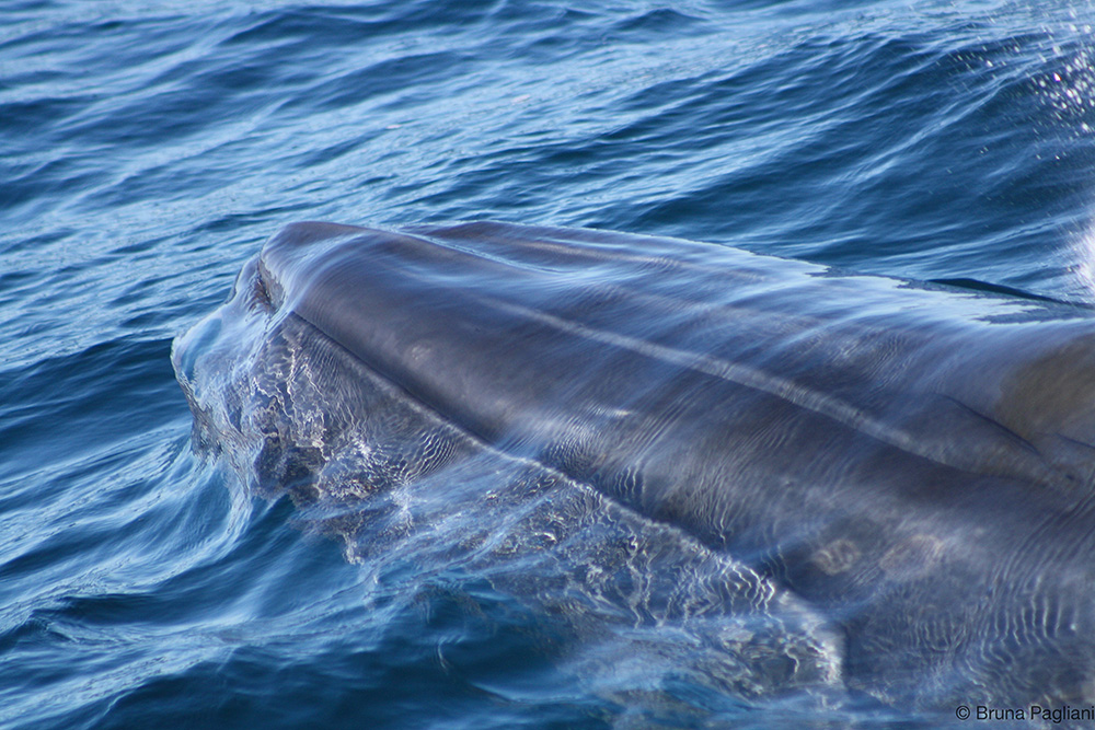 Baleia-de-Bryde / Bryde´s whale / <i>Balaenoptera brydei</i>