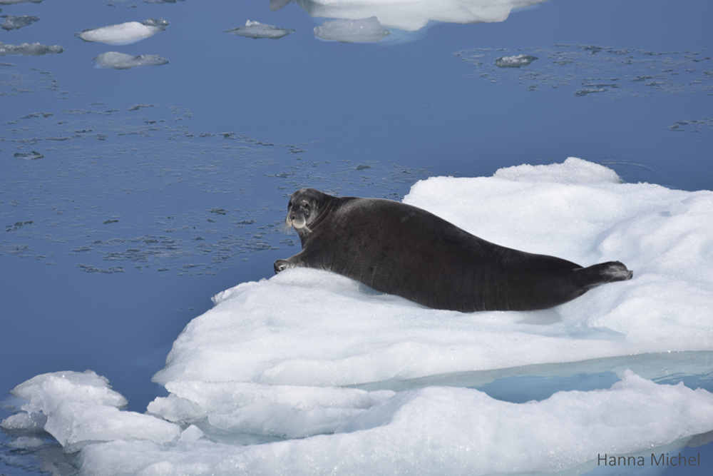 Bearded seal / <i>Erignathus barbatus</i>