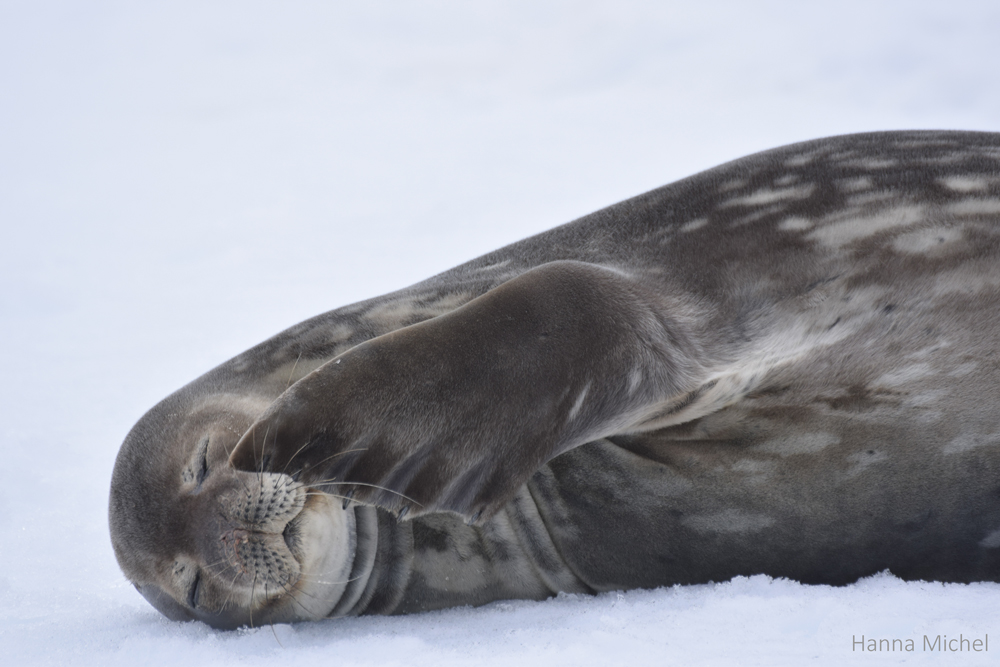 Foca-de-Weddel / Weddel Seal / <i>Leptonychotes weddellii</i>