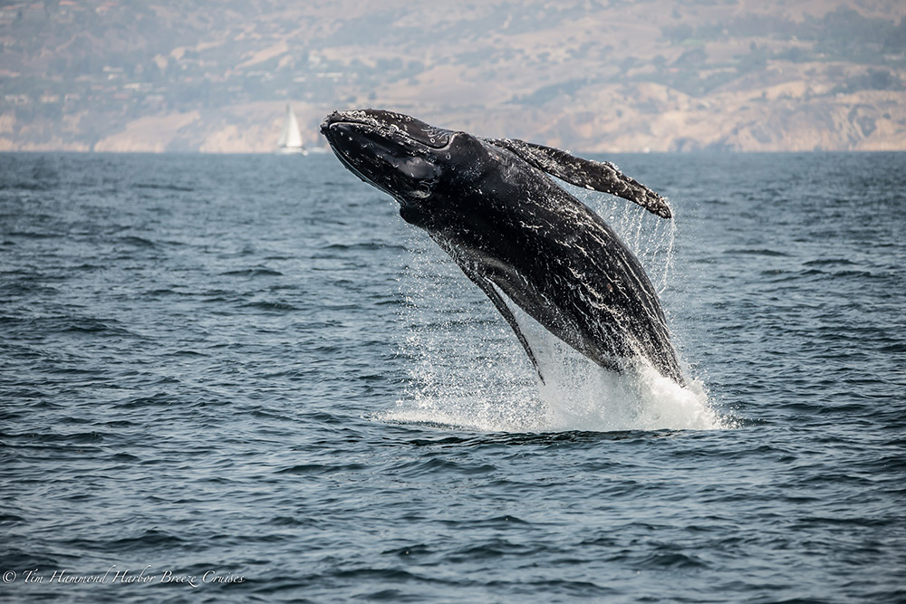 Baleia-Jubarte / Humpback Whale / <i>Megaptera novaeangliae</i>