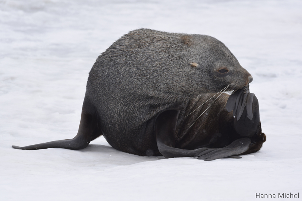 Lobo-Marinho-Antártico / Antarctic Fur Seal / <i>Arctocephalus gazella</i>