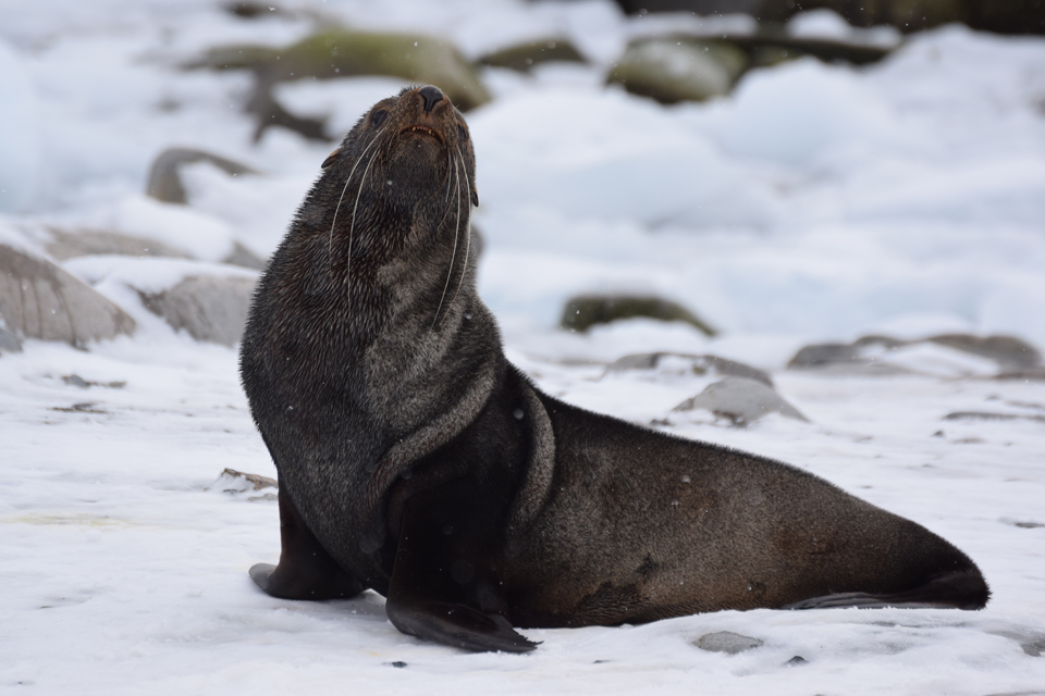 Lobo-marinho-antártico / Antarctic Fur Seal / <i>Arctocephalus gazella</i>