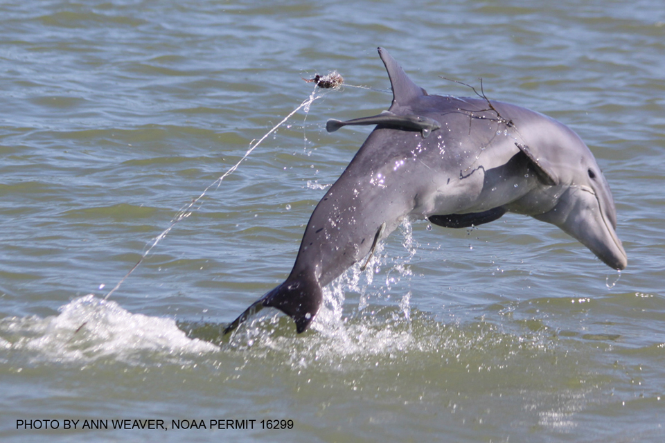 Golfinho-nariz-de-garrafa / Bottlenose Dolphin / <i>Tursiops truncatus</i>
