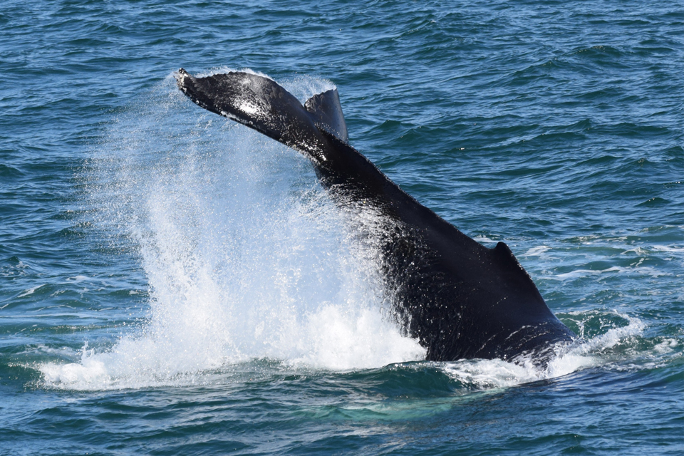 Baleia-jubarte / Humpback whale / <i>Megaptera novaeangliae</i>