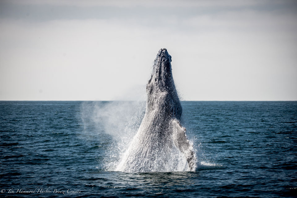Baleia-jubarte / Humpback whale / <i>Megaptera novaeangliae</i>