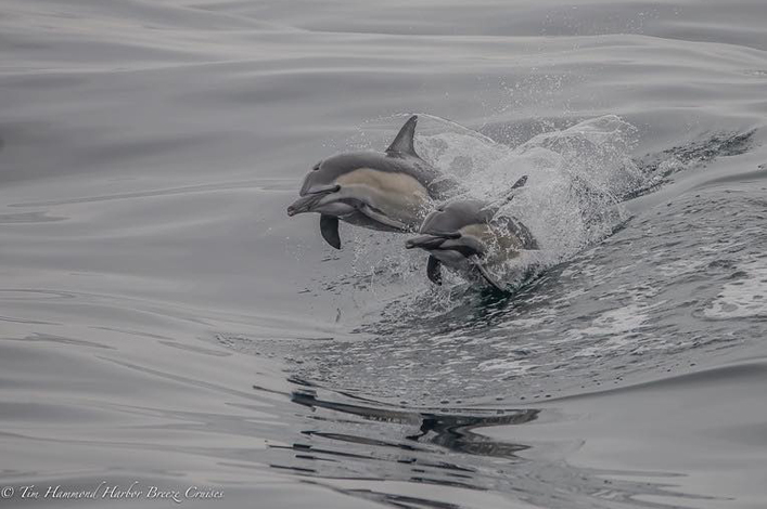 Golfinho comum / Common Dolphin / <i>Delphinus delphis</i>