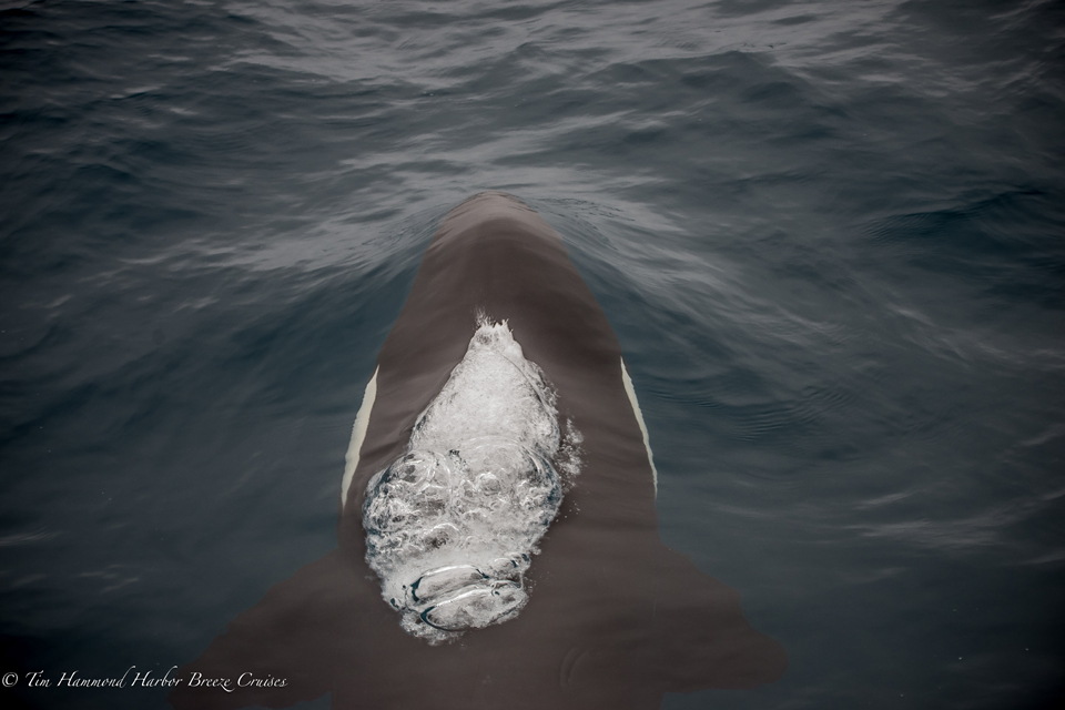 Orca / Killer whale / <i>Orcinus orca</i>