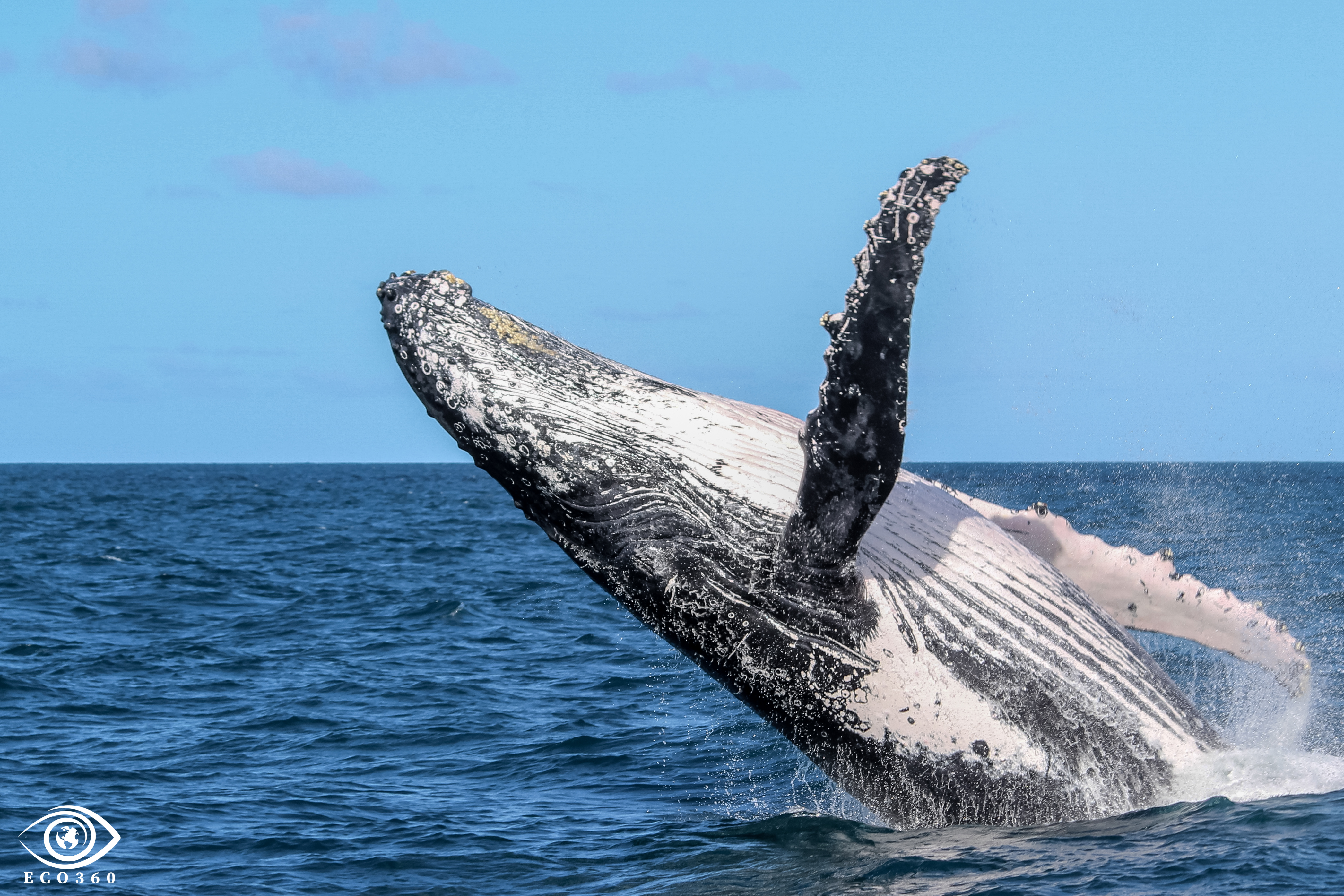 Baleia Jubarte / Humpback Whale / <i>Megaptera novaeangliae<i>