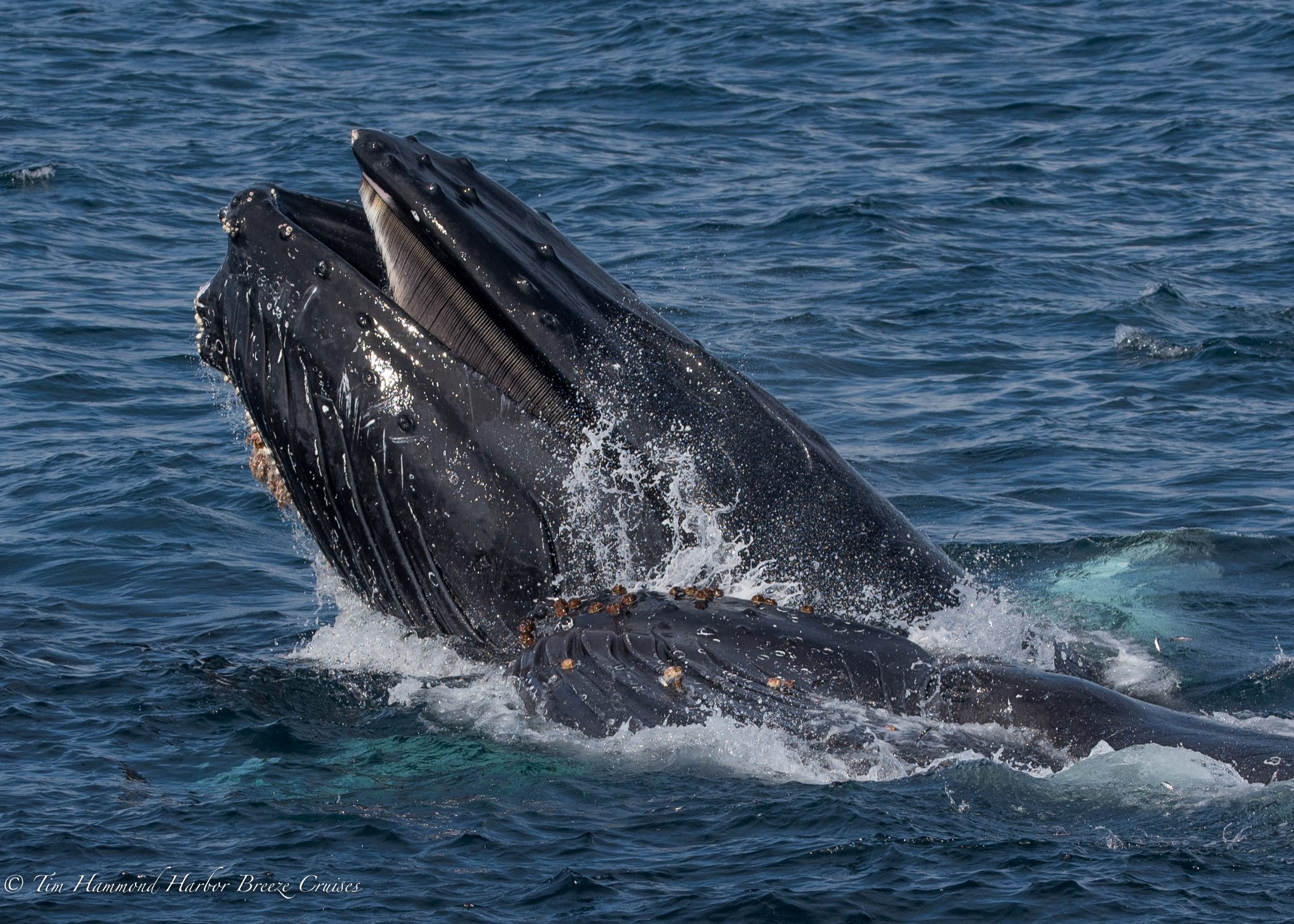 Baleia Jubarte / Humpback Whale / <i>Megptera novaeangliae<i>